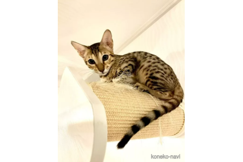 成約済の茨城県のサバンナキャット-93399の4枚目